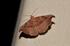 Corgatha ancistrodes