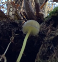 Mycena epipterygia
