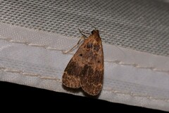 Hydrillodes dimissalis