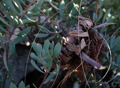 Protea sulphurea