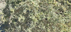 Atriplex canescens macilenta