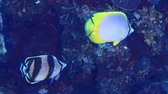 Chaetodon ocellatus