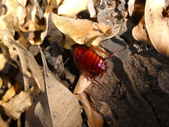 Periplaneta americana