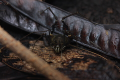 Geraeocormobius sylvarum