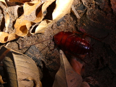 Periplaneta americana