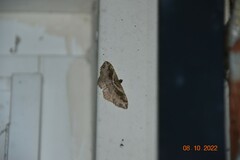 Costaconvexa centrostrigaria