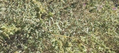 Atriplex canescens macilenta