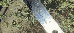 Atriplex canescens macilenta
