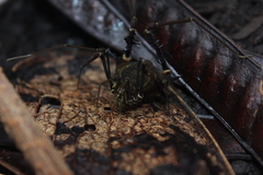 Geraeocormobius sylvarum