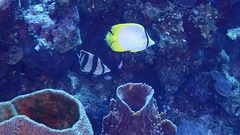 Chaetodon ocellatus