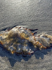 Chrysaora fuscescens