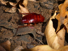 Periplaneta americana