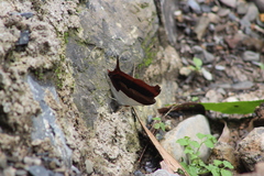 Marpesia zerynthia
