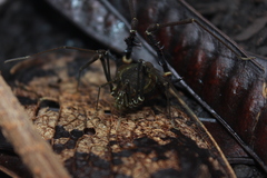 Geraeocormobius sylvarum