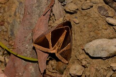 Agamana conjungens