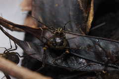 Geraeocormobius sylvarum