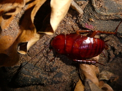 Periplaneta americana