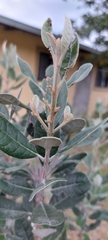 Feijoa