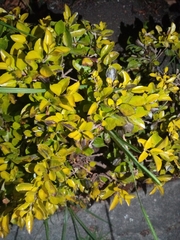 Duranta erecta