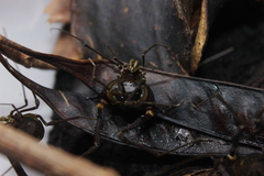 Geraeocormobius sylvarum