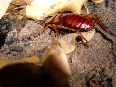 Periplaneta americana