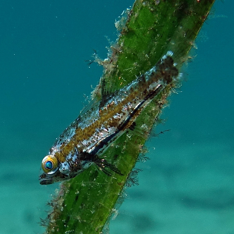 Wedgehead siphonfish (Siphamia cuneiceps) — Apogonidae