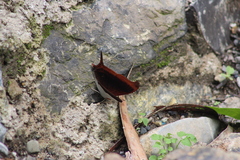 Marpesia zerynthia