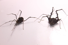 Geraeocormobius sylvarum