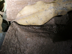 Gryllodes sigillatus