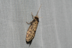 Acrolophinae