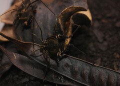 Geraeocormobius sylvarum