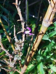 Hypoestes phyllostachya