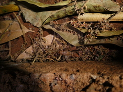 Gryllodes sigillatus