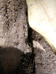 Gryllodes sigillatus