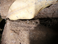 Gryllodes sigillatus