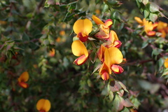 Pultenaea spinosa
