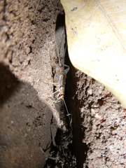 Gryllodes sigillatus