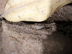 Gryllodes sigillatus