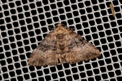 Aporoctena scierodes