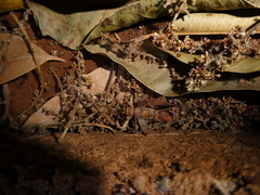 Gryllodes sigillatus