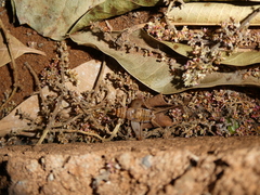 Gryllodes sigillatus