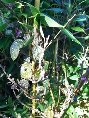 Hypoestes phyllostachya