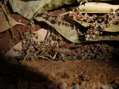 Gryllodes sigillatus