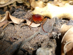 Periplaneta americana
