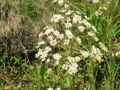 Senecio bonariensis