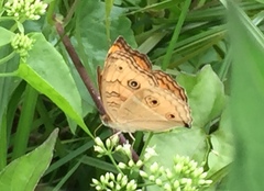Junonia almana javana