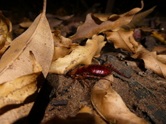 Periplaneta americana