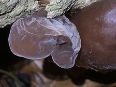 Auricularia auricula-judae