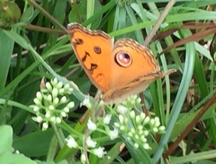 Junonia almana javana