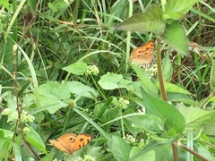 Junonia almana javana